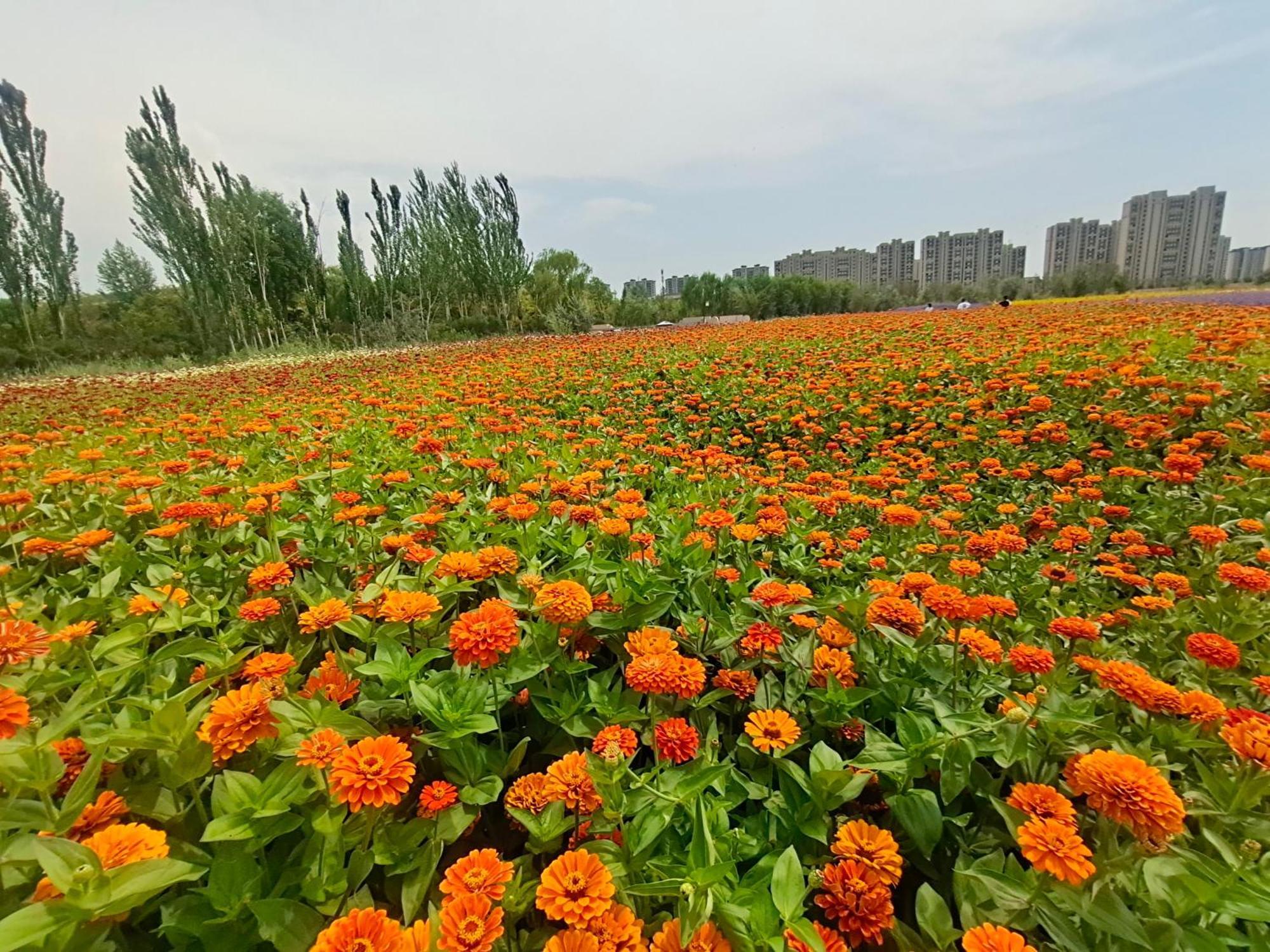 Primus Hotel Yinchuan Eksteriør billede